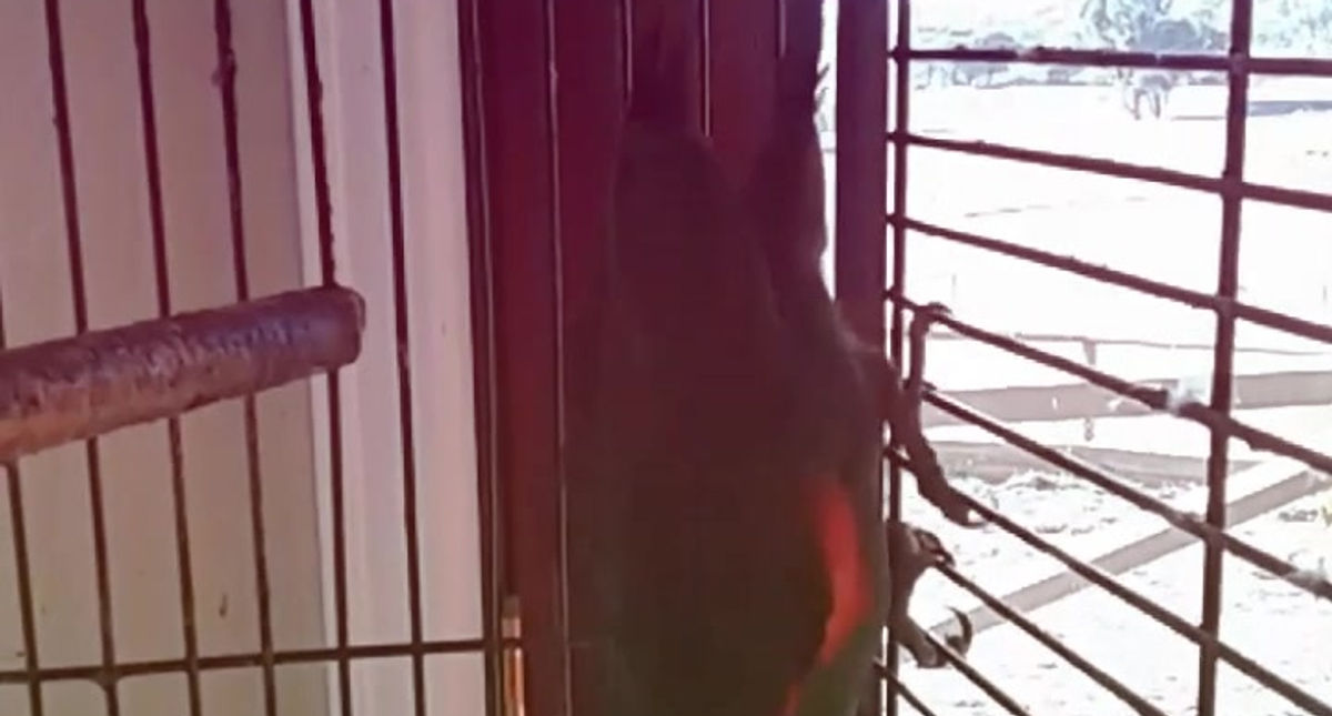 402457592_Bird petsitting @ Content Companions_HD